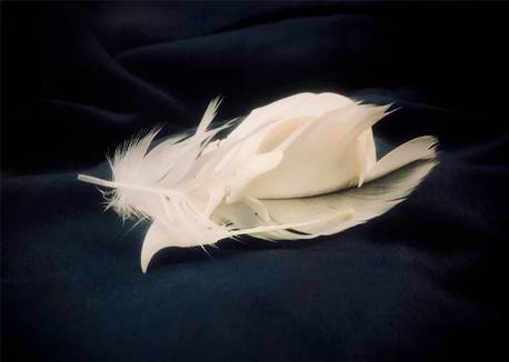 Crâne d'oiseau et plume